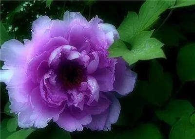 牡丹有哪些品种，牡丹有哪些品种(要名称)（精美绝伦的牡丹花十大品种图片欣赏）