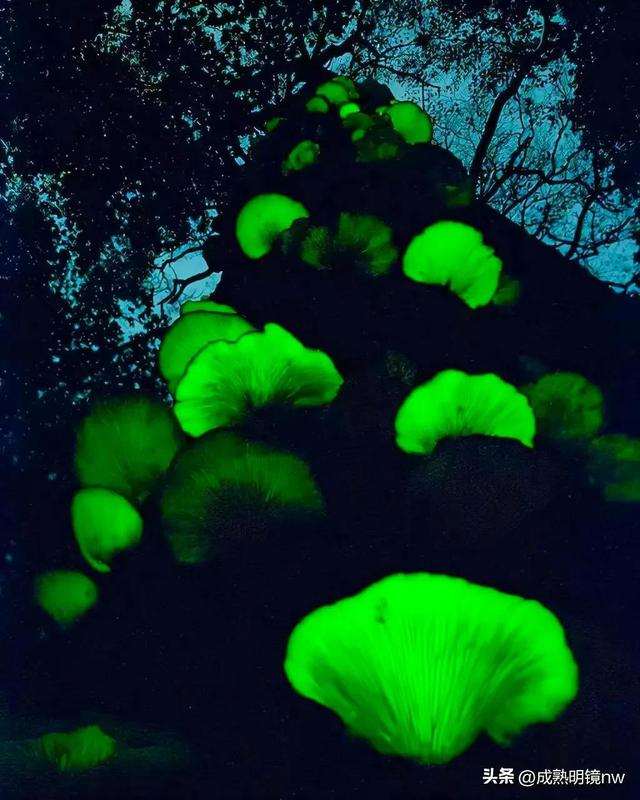 世界上最漂亮的蘑菇，世界上最漂亮的蘑菇是什么（精华总伴日风来。美丽的蘑菇）