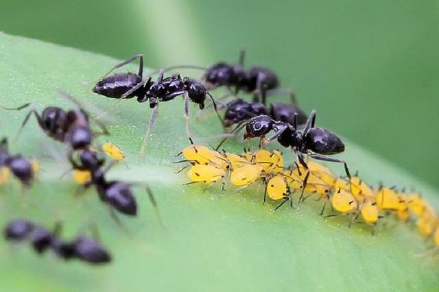 吃蚂蚁有哪些好处，吃蚂蚁有哪些好处呢（蚂蚁是地球上进化得最完美的生物）