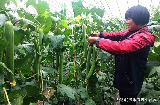 3的立方根是多少，3的3次方是多少（才能让蔬菜长得好、产量高、收益高）