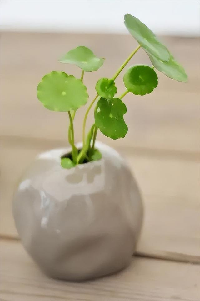 世界上最吉利好运的花,世界上最吉利好运的花莲花(名字响亮寓意超好)