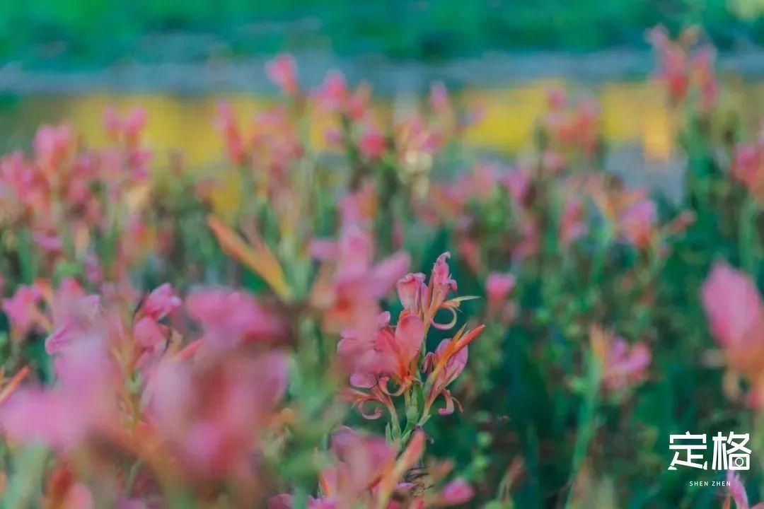 宝安中心地铁站(宝安客运中心附近地铁站)