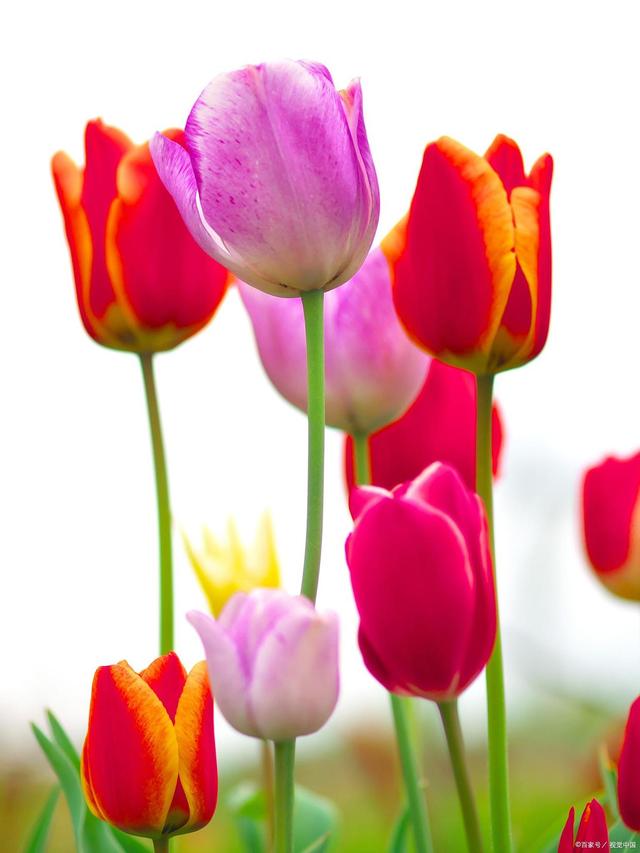 郁金香适合送什么人，郁金香送什么人合适（花语、寓意、由来）