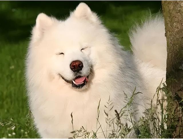 萨摩耶幼犬图片，银狐犬和萨摩耶的区别幼犬图片（萨摩耶犬的缺点与优点）
