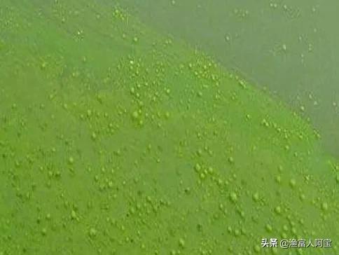 甲藻的消灭方法，裸、甲藻如何用生物方法防治