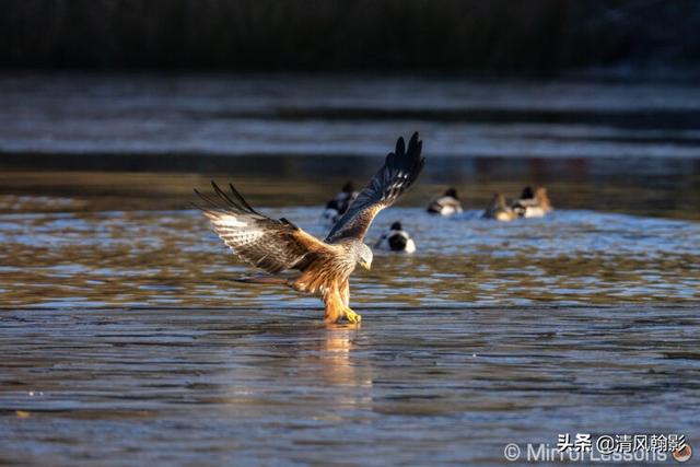 佳能eosr7和r6哪个好，编译：佳能