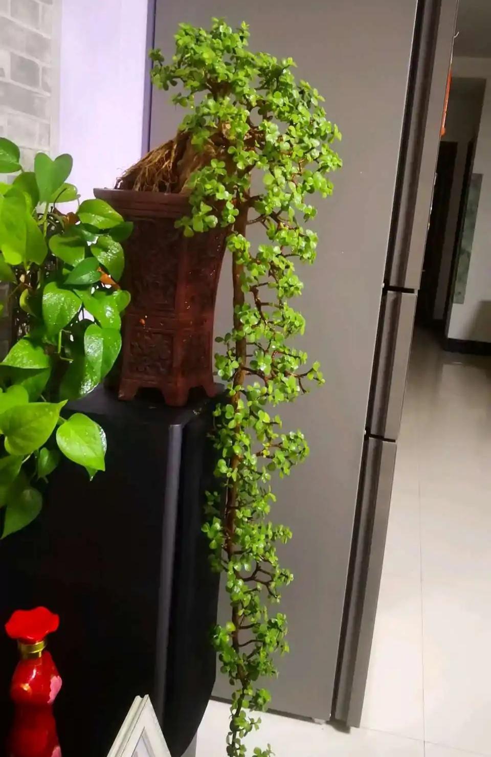 马齿苋多少钱一棵，马齿苋药材价格（堪称“死不了”）