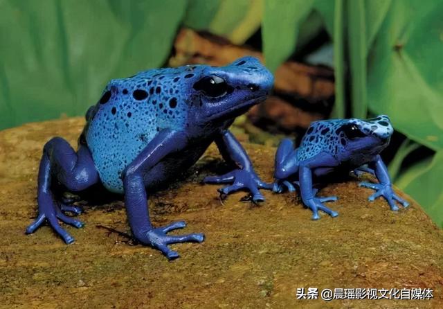 亚马逊热带雨林的危险动物，热带雨林有什么危险的动物（世界上最危险的亚马逊丛林）