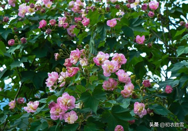 赞美花的句子，冬天赞美花的句子（晚秋春色木芙蓉古诗五首）