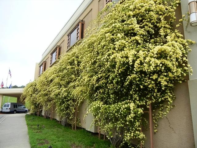 什么花最好看，什么花最高贵最优雅（爬到墙上做“花海”）