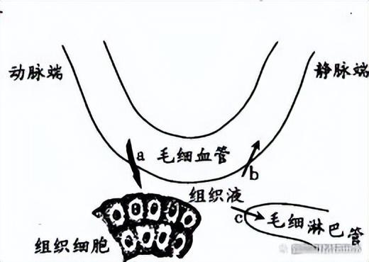 呼吸作用三個階段圖解,呼吸作用的三個階段的方程式(高中生物-人體內