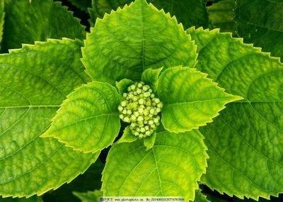 八仙花（八仙花简介，象征希望、美满和团圆（八仙花为什么叫八仙花）