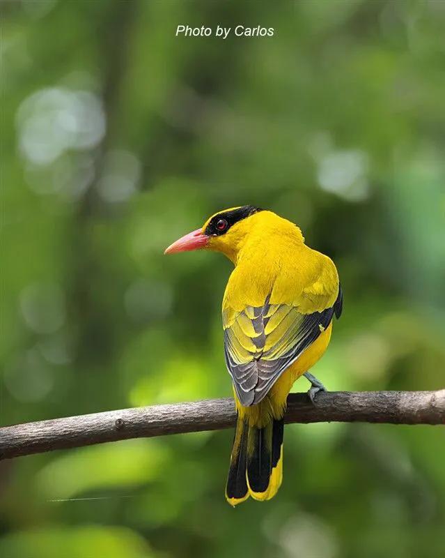 各种黄鹂鸟的各种叫声，大自然的小小精灵——黄鹂鸟