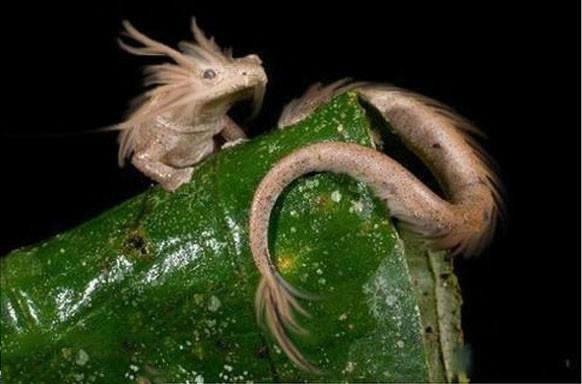 龙的存在有真实案例（龙真的存在吗）