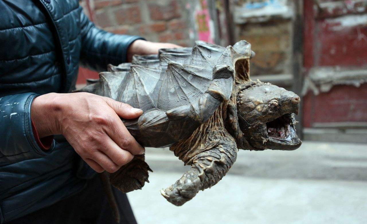 巴西龟咬死鳄龟(绝不是好事,能把人的手指咬断) - 旭辉快讯 - 旭辉网