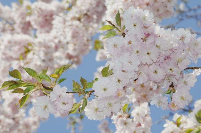 描写樱花的唯美句子，描写樱花的诗句（30句描写樱花的唯美诗句）