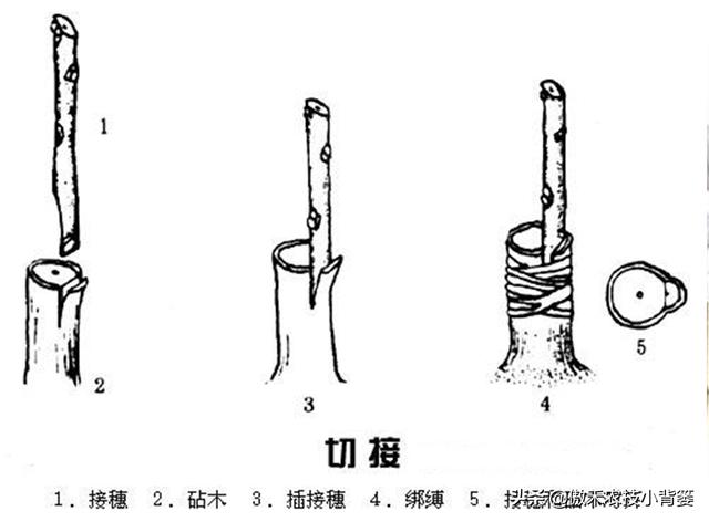 嫁接有哪两种方式，嫁接的方式有两种（桂花几月份嫁接）