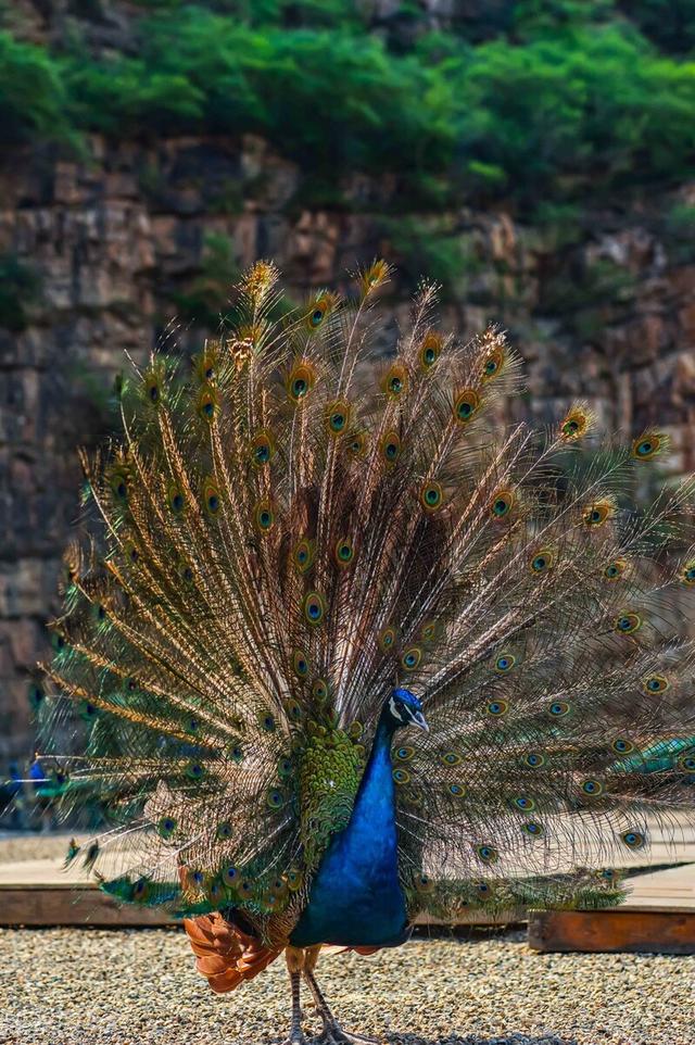 西双版纳旅游必去景点，旅游西双版纳必去景点有哪些（这8大景点一定要去一次）