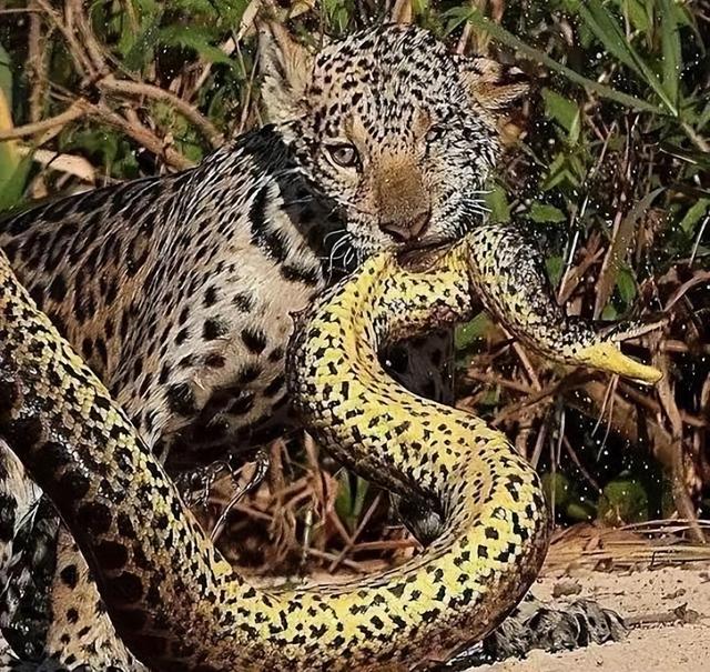 海母和水母区别，海母和水母图片大全（罕见的36张照片）