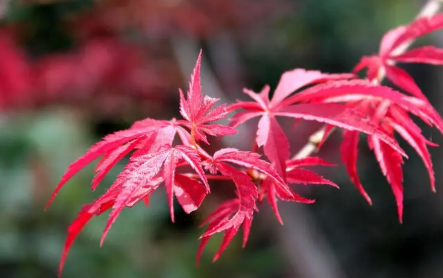 怎樣養好紅楓盆景(紅楓盆景怎麼養殖 *** 和注意事項) - 農業 - 愛寧