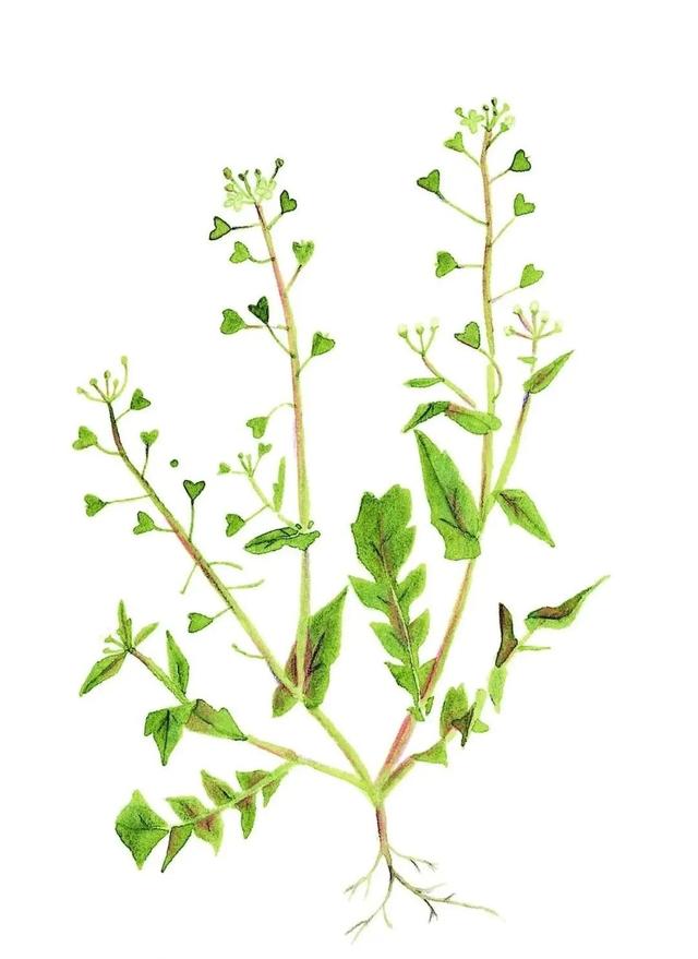 农村常见的花，凌巧分享篇41——这15种生活中常见的野花