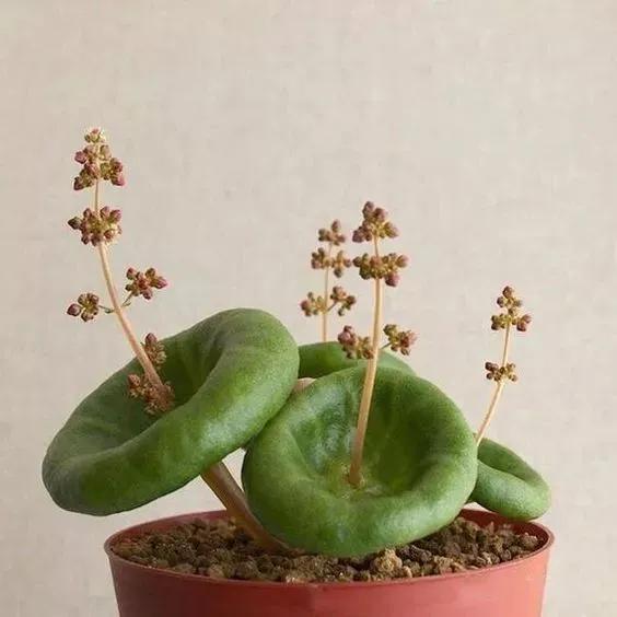 仙人掌开花图片，八种开花勤快的仙人掌植物（40多种罕见的仙人掌开花图）