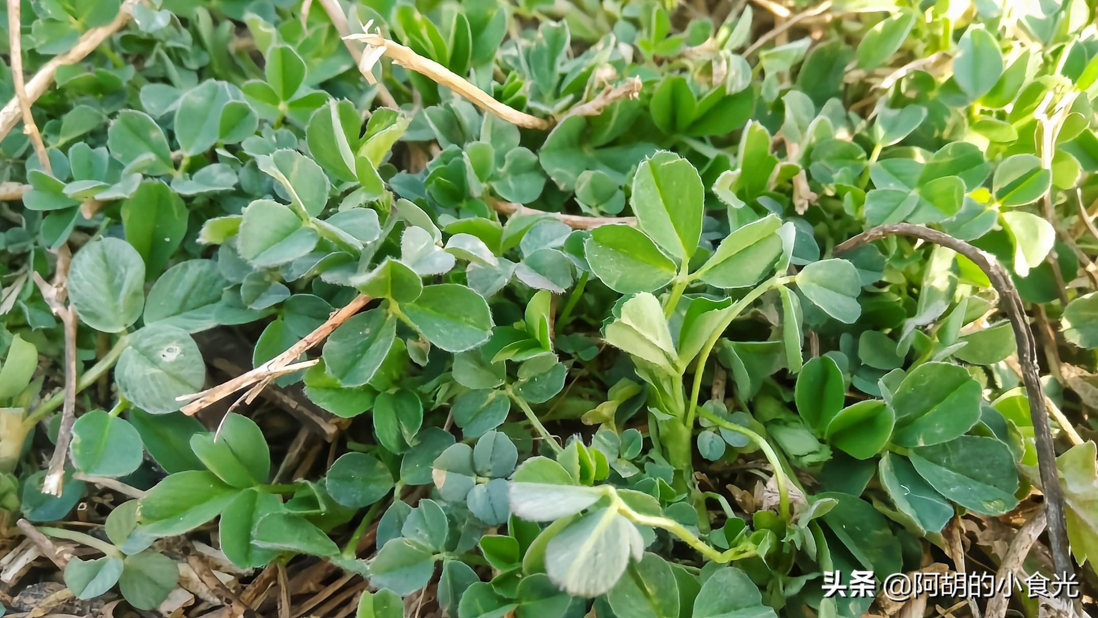 苜蓿草:曾经的"牧草之王",如 苜蓿菜(关于苜蓿菜的基本详情介 | 生活