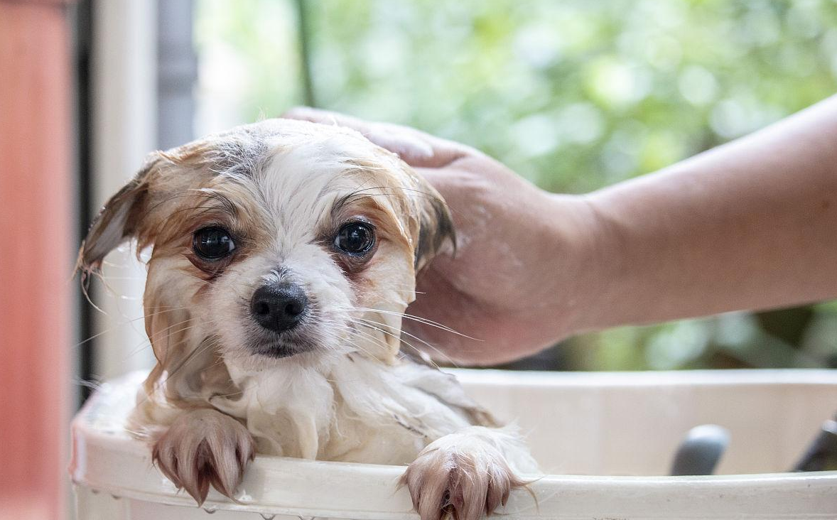 小狗多久洗一次澡(狗一星期洗一次澡可以吗)