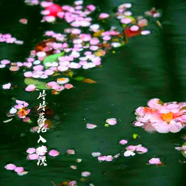 描写玫瑰花的古诗，描写玫瑰花的古诗名句（七绝两首<玫瑰吟>）