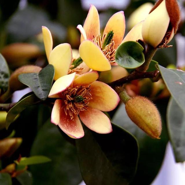 含笑花什么时候开花，分享图片——深山里（含笑花何时开花）