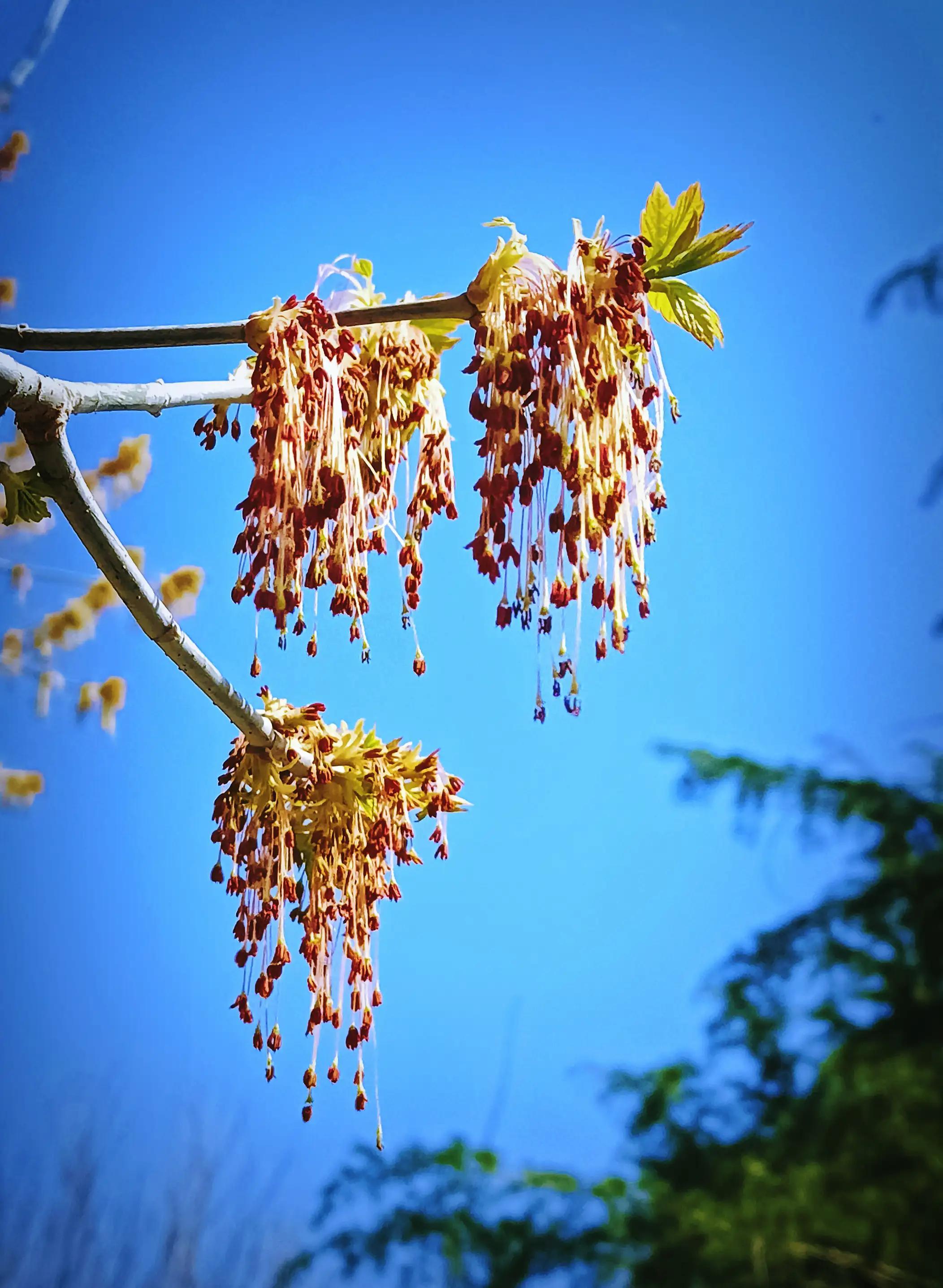 金叶梣叶槭花图片(金叶复叶槭花)-柯彬网