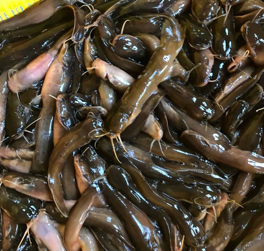 30年前常吃的6种"河鱼",如今很多年轻人都没见过,你认识几种