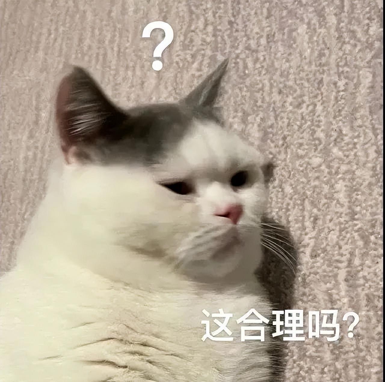 母猫做绝育手术多少钱 猫绝育针多少钱一支