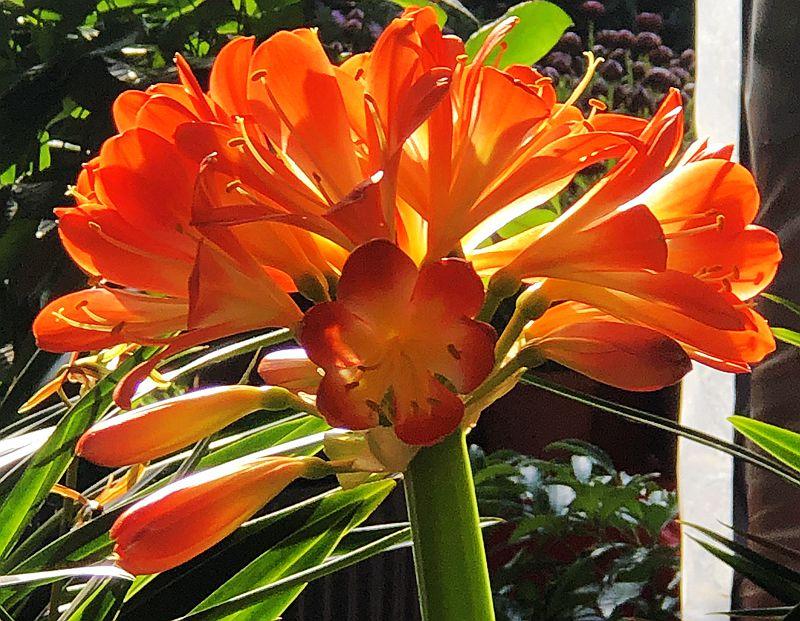 麒麟花的寓意是什么，客厅摆放麒麟的图片（海南迎春花市年味渐浓）