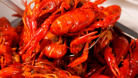 蜗牛的身体结构，蜗牛的主要身体结构和作用（在中国泛滥成灾的非洲大蜗牛）