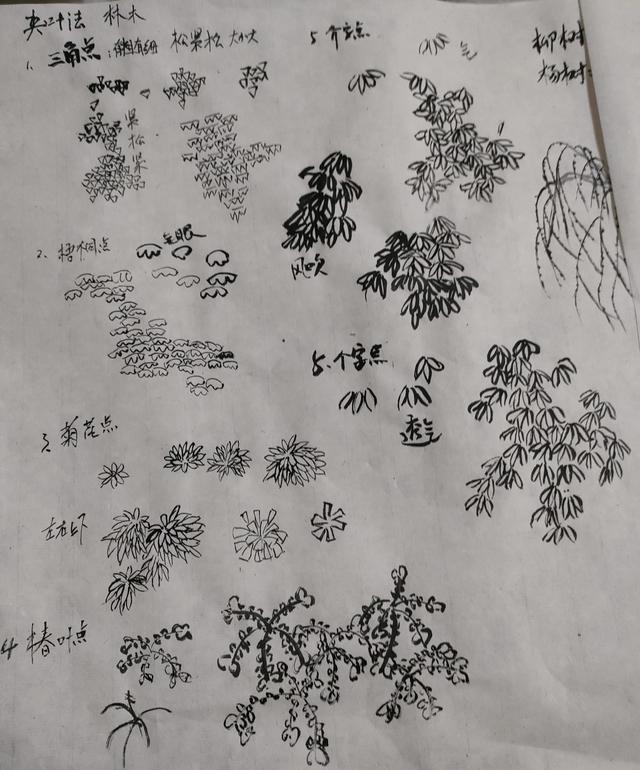 简笔画柳树叶的画法，简笔柳树叶怎么画（19.学画林木叶子柳树叶杨树叶）