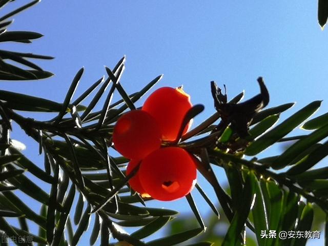 东北红豆杉的栽培及其价值，东北红豆杉的生长环境（“重症监护”中的古树）