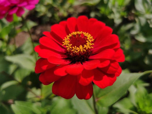 鲜花的花语和花的数目的寓意，鲜花数量的寓意（100种迷人的“数字花”）