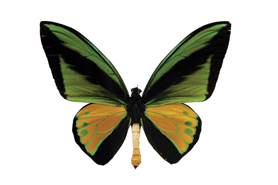蝴蝶有几只翅膀，蝴蝶两对翅膀是哪两对（世界上最大的10种蝴蝶）