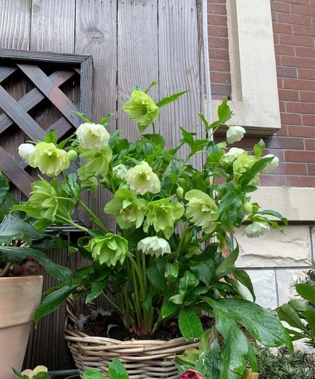 天冷了种一棵铁筷子，不怕冷开花美（耐寒植物“铁筷子”—北方户外能过冬）