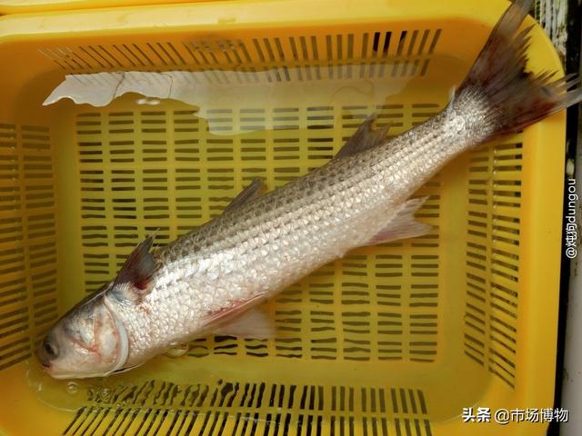 黄什么鱼，黄辣丁鱼是什么鱼（市场博物——鲻<乌头>）