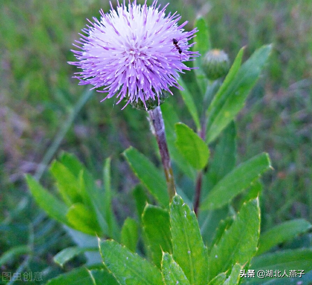 刺兒菜(刺兒菜圖片,教你認識不同的野菜和吃法(刺兒菜圖片功效和藥用)