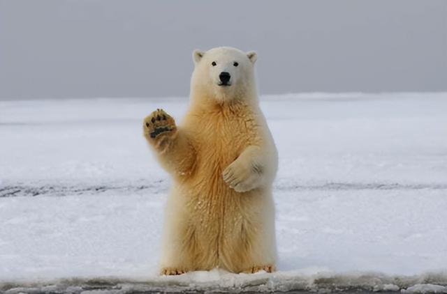 南极有熊吗,南极有没有南极熊(后代变成耐高温的"短毛熊")