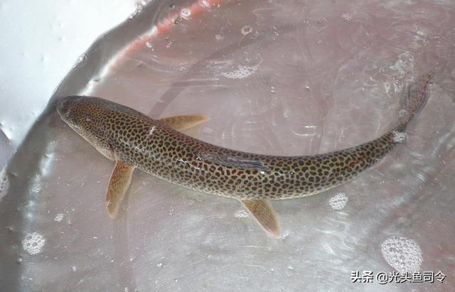 长江名贵鱼前十名，10大凶猛淡水鱼（我国保护的鱼类有87种）