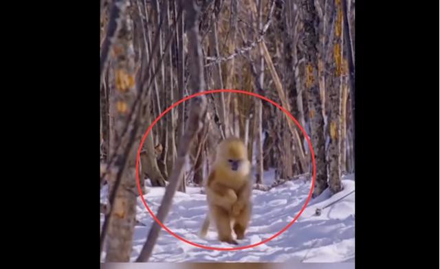 金丝猴外形特点，金丝猴的外表（神农架“野人”会是它吗）