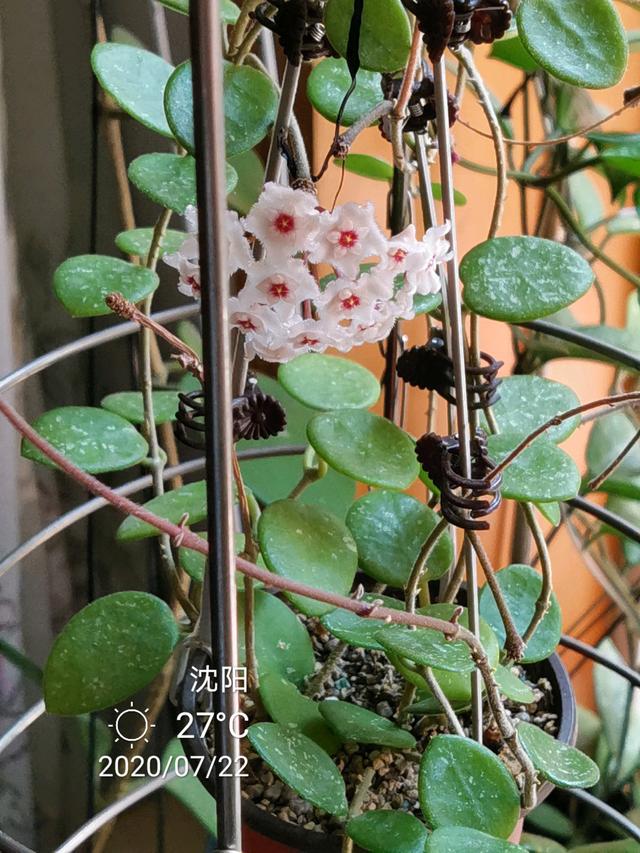 匍枝根霉的有性生殖方式是，。A.同配B.异配C.卵式生殖D.接合生殖（就选“杂匍球兰”）