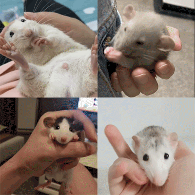 大白鼠和花枝鼠，大白鼠图片（原来有老鼠不脏不臭）