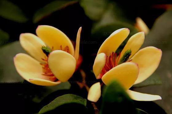 含笑花什么时候开花，分享图片——深山里（含笑花何时开花）