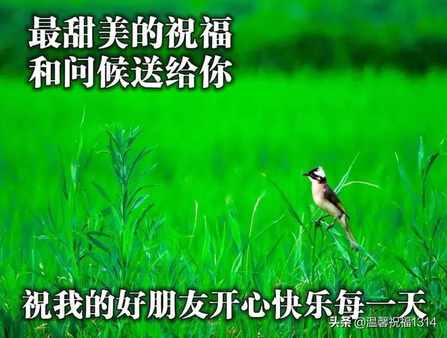 夏日祝福语，表达夏天的词语唯美句子（最美夏日风景早上好图片带祝福语）