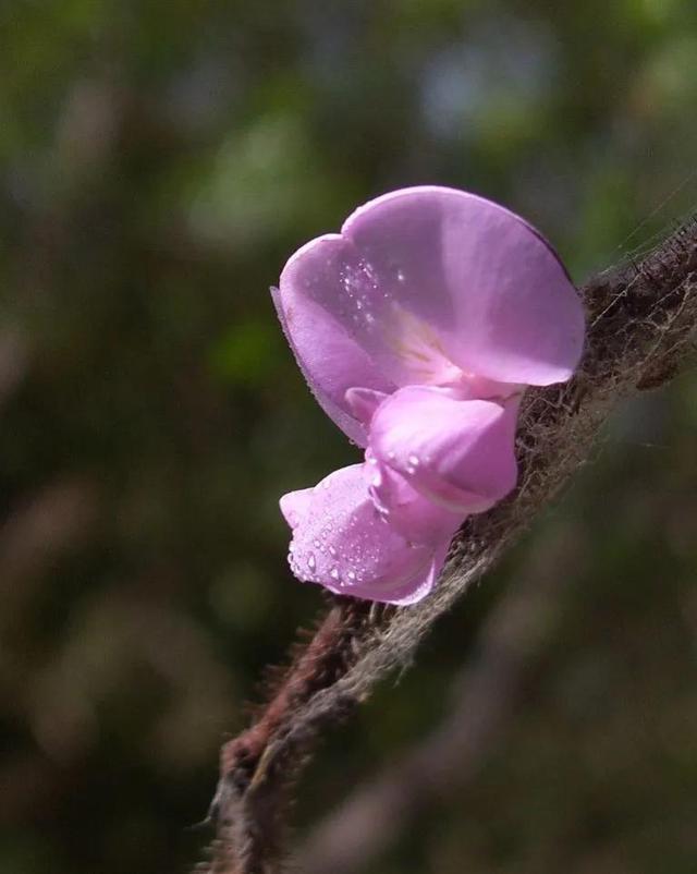 带露珠的花朵图片图片